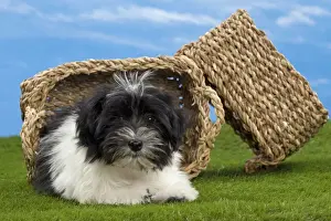 Havanese Prints: Picture No. 10897751