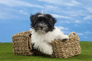 Havanese Prints: Picture No. 10897752