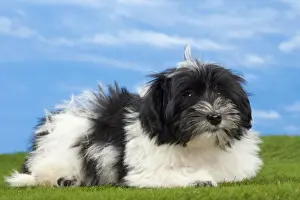 Havanese Prints: Picture No. 10897754