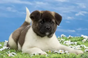 Akita Prints: Picture No. 10897774