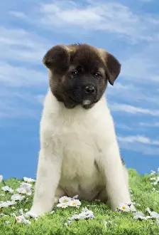 Akita Prints: Picture No. 10897776