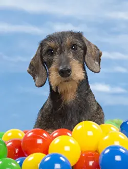 Coloured Prints: Picture No. 10897799