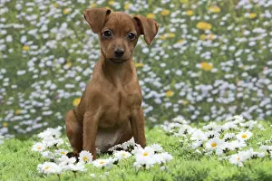 Pinscher Prints: Picture No. 10897812