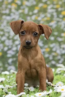 Pinscher Prints: Picture No. 10897814