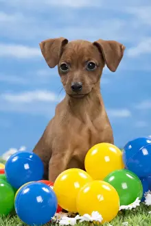 Pinscher Prints: Picture No. 10897816