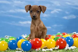 Pinscher Prints: Picture No. 10897817