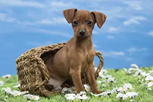 Pinscher Prints: Picture No. 10897818