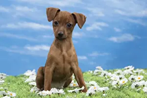 Pinscher Prints: Picture No. 10897820