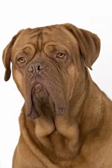 Dogue Prints: Picture No. 10897834
