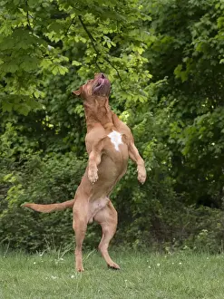 Dogue Prints: Picture No. 10897840