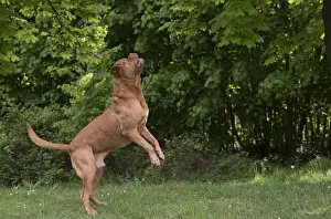 Dogue Prints: Picture No. 10897841