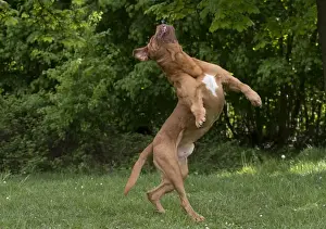 Dogue Prints: Picture No. 10897843
