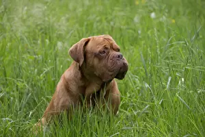 Dogue Prints: Picture No. 10897855