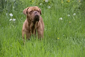Dogue Prints: Picture No. 10897856