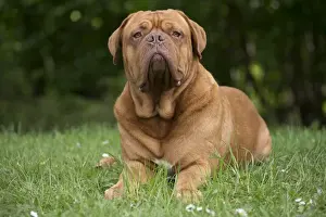 Dogue Prints: Picture No. 10897859