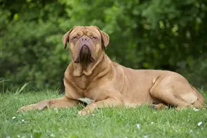 Dogue Prints: Picture No. 10897861