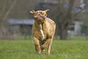 Dogue Prints: Picture No. 10897864