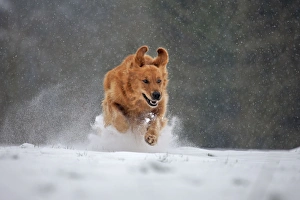 Images Dated 20th January 2013: Picture No. 10897890