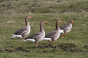 Greylag Prints: Picture No. 10897891