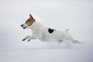 Images Dated 20th January 2013: Picture No. 10897894