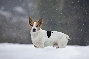 Images Dated 20th January 2013: Picture No. 10897895