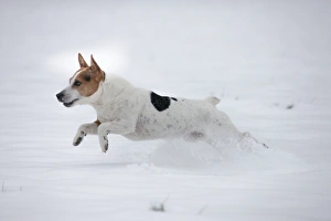 Images Dated 20th January 2013: Picture No. 10897896