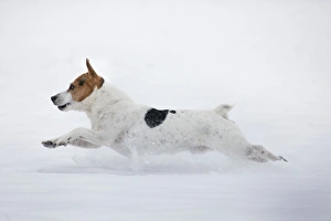 Images Dated 20th January 2013: Picture No. 10897897