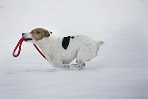 Images Dated 20th January 2013: Picture No. 10897898