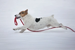Images Dated 20th January 2013: Picture No. 10897899