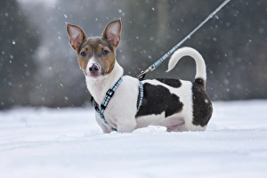 Images Dated 20th January 2013: Picture No. 10897900