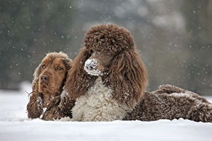 Images Dated 20th January 2013: Picture No. 10897910