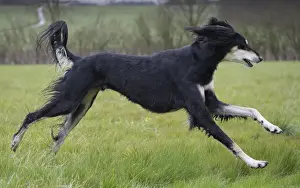 Saluki Prints: Picture No. 10897942