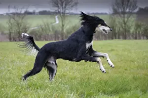 Saluki Prints: Picture No. 10897943