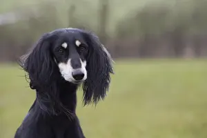 Saluki Prints: Picture No. 10897945