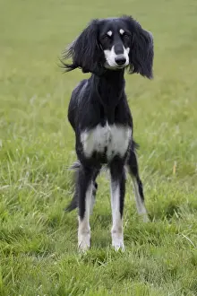 Saluki Prints: Picture No. 10897947