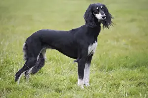 Saluki Prints: Picture No. 10897948