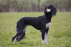 Saluki Prints: Picture No. 10897949