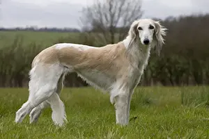 Saluki Prints: Picture No. 10897950