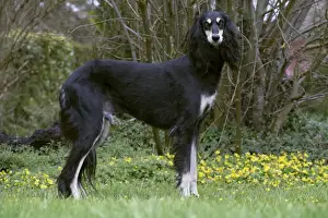 Saluki Prints: Picture No. 10897954