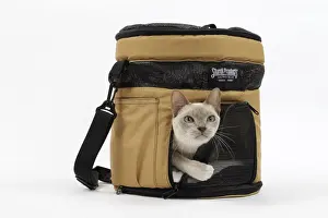 Tonkinese Prints: Picture No. 10897961