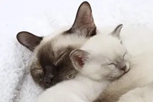 Picture No. 10897974