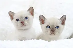 Tonkinese Prints: Picture No. 10897975