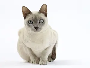 Tonkinese Prints: Picture No. 10897987