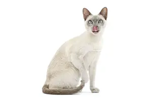 Tonkinese Prints: Picture No. 10897988