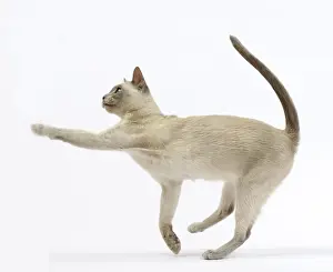 Tonkinese Prints: Picture No. 10897990