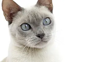 Tonkinese Prints: Picture No. 10897994