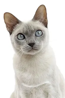 Tonkinese Prints: Picture No. 10897995