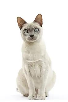 Tonkinese Prints: Picture No. 10897996