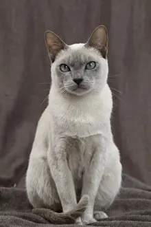 Tonkinese Prints: Picture No. 10897998