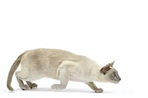 Tonkinese Prints: Picture No. 10898003